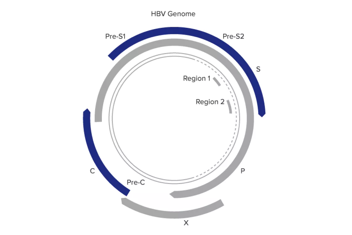 Ilustración del ensayo Aptima™ HBV Quant Diseñado para alta fiabilidad en un amplio rango dinámico